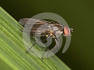 Macro of fly on a green leaf