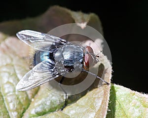 Macro of fly on a green leaf