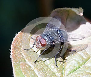 Macro of fly on a green leaf