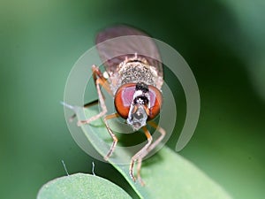 Macro of fly on a green leaf - compound eyes