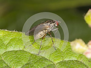 Macro of fly on a green leaf - compound eyes