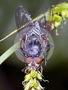 Macro of fly on a green leaf - compound eyes