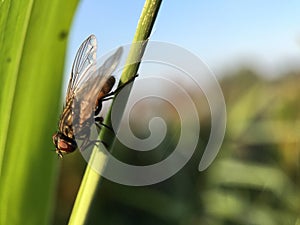 Macro, fly, insect, nature, green, extreem closeup, morning, Net