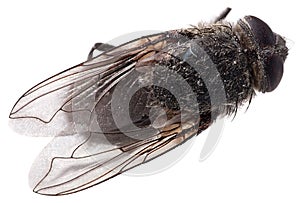 Macro Fly isolated on white background.