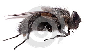 Macro Fly isolated on white background.