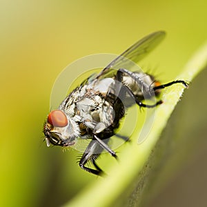 Macro of fly on leaf on blurred green background