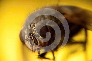 Macro fly