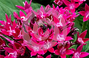 Macro of fly on Pink Ixora Flower