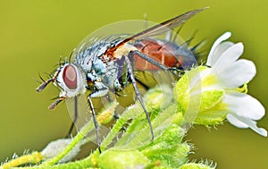 Macro fly portrait