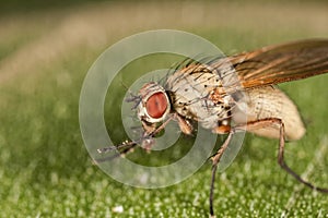 Macro fly portrait