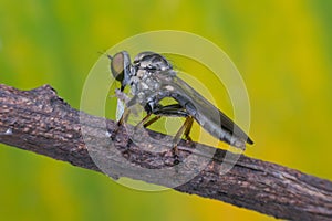 Macro of fly (Robber Fly, Asilidae, Predator) insect