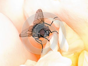 Macro of fly on rose flower petals - compound eyes