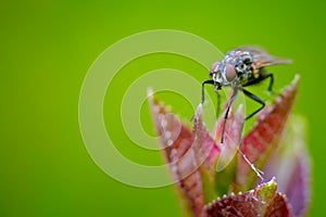 Macro of a fly sitting on a flower