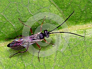Macro of a flying bug on a green leaf