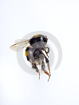 Macro of flying bumble bee on a white background