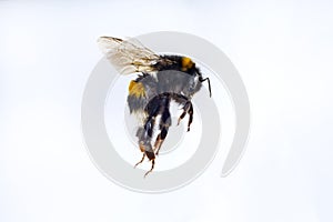 Macro of flying bumble bee on a white background