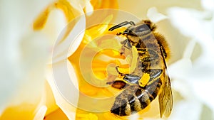 Macro focus shot of carniolan honey bee collecting nectar from a yellow flower with blur background