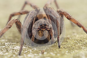 Macro focus shot of a hogna radiata spider standing on the ground with blur background