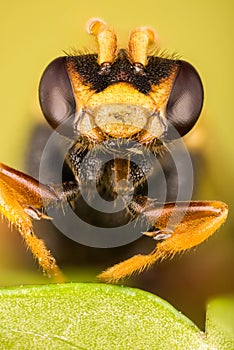 Early Nomad Bee, Nomad Bee, Nomada leucophtalma photo
