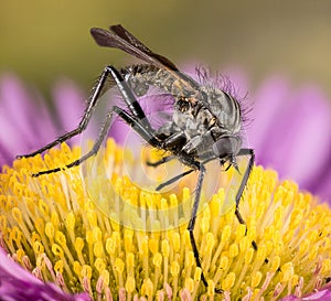 Empididae, Fly, Dagger flies, Balloon flies, Empis livida