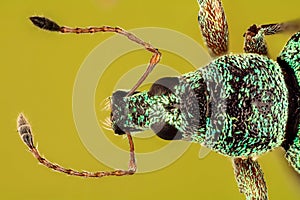 Green Immigrant Leaf Weevil, Weevil, Polydrusus sericeus