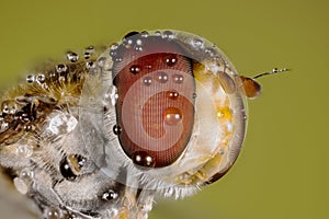 Hover-fly, Hoverfly, Fly, Flies