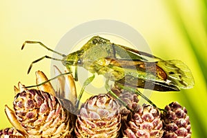 Juniper Shield Bug, Cyphostethus tristriatus