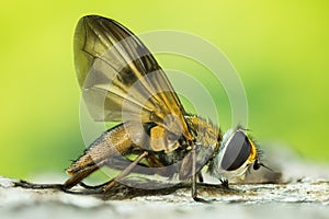 Fly, Phasia hemiptera