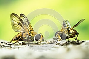 Fly, Phasia hemiptera