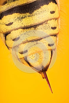 STING - Common Wasp, Wasp, Vespula vulgaris photo