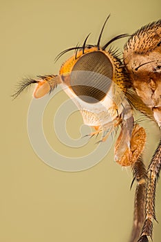 Tetanocera sp., Tetanocera