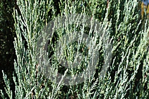 Macro of foliage of Juniperus virginiana Blue arrow