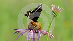 macro footage of butterfly siting on a vibrant flower