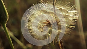 Macro footage of dandelion flower gone to seed