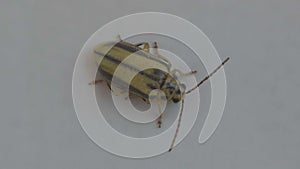Macro footage of green little coleoptera in white background