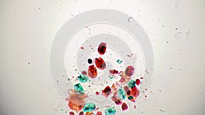 Macro footage of rotifera whole mount under laboratory microscope 40x on bright field background