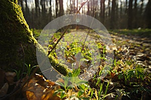 Macro forest