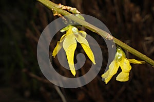 Macro of Forsythia