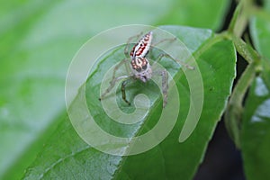 Macro foto of a cute jumping spider Salticidae with large black eyes and a brown with white body