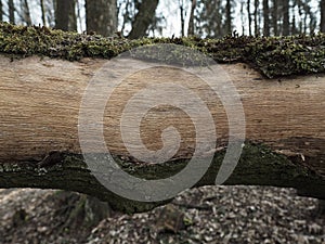 Macro foto wood texture wood cortex tree