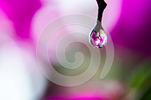 Macro fotografÃ­a de una flor rosada