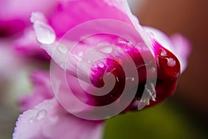 Macro fotografÃ­a de una flor rosada