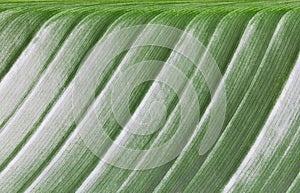 Macro of fresh green leaf nature background banner horizontal