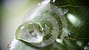 Macro of fresh green leaf with water drops after rain