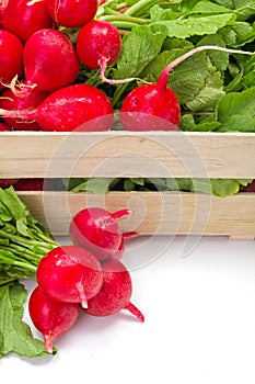 Macro of fresh red radish in crate