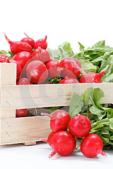 Macro of fresh red radish in crate