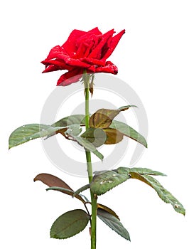 Macro fresh red rose flower on branch with green leaf. Isolated