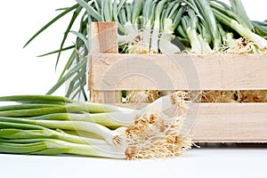 Macro of fresh scallion bunch