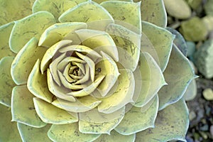 Macro fresh yellow Green Succulent echeveria plant in the garden - texture background - yellow nature concept , Floral backdrop an