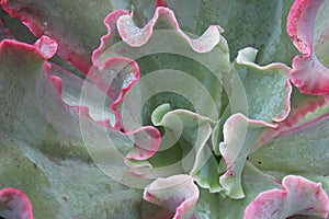 Macro of a frilled echeveria succulent center